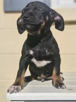 Spanky