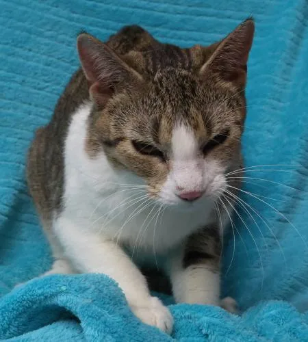 An adult medium-sized female Domestic Short Hair cat named East for adoption in Thief River Falls, MN