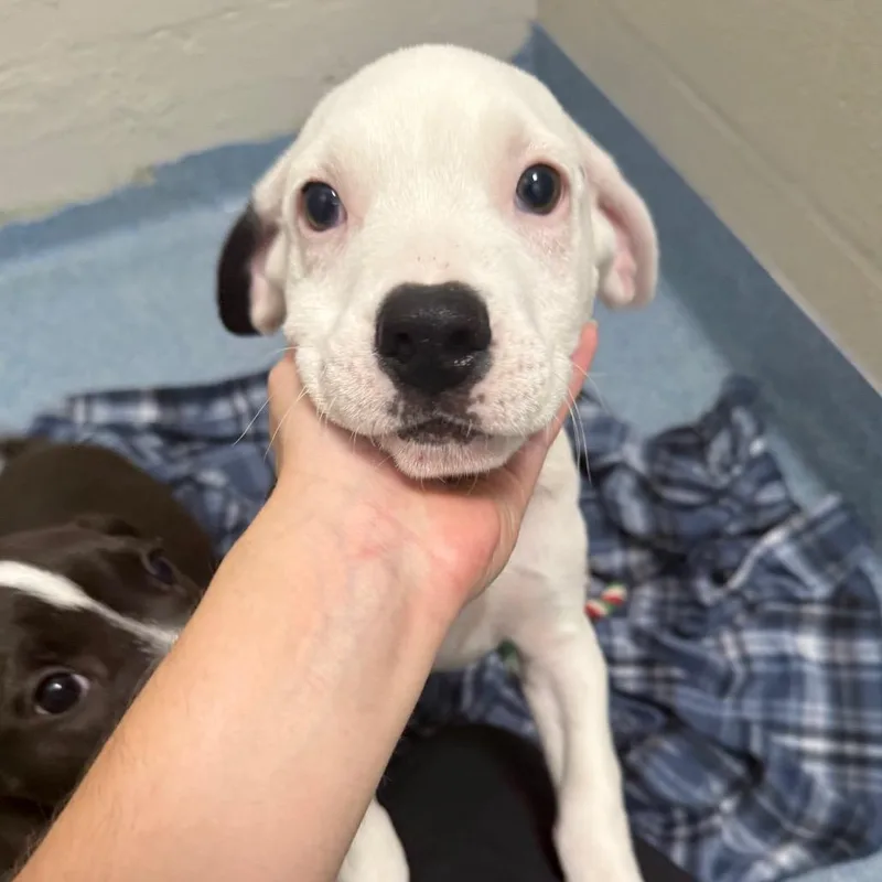 A baby small-sized male Black Mixed Breed dog named Luke for adoption in Gainesville, FL