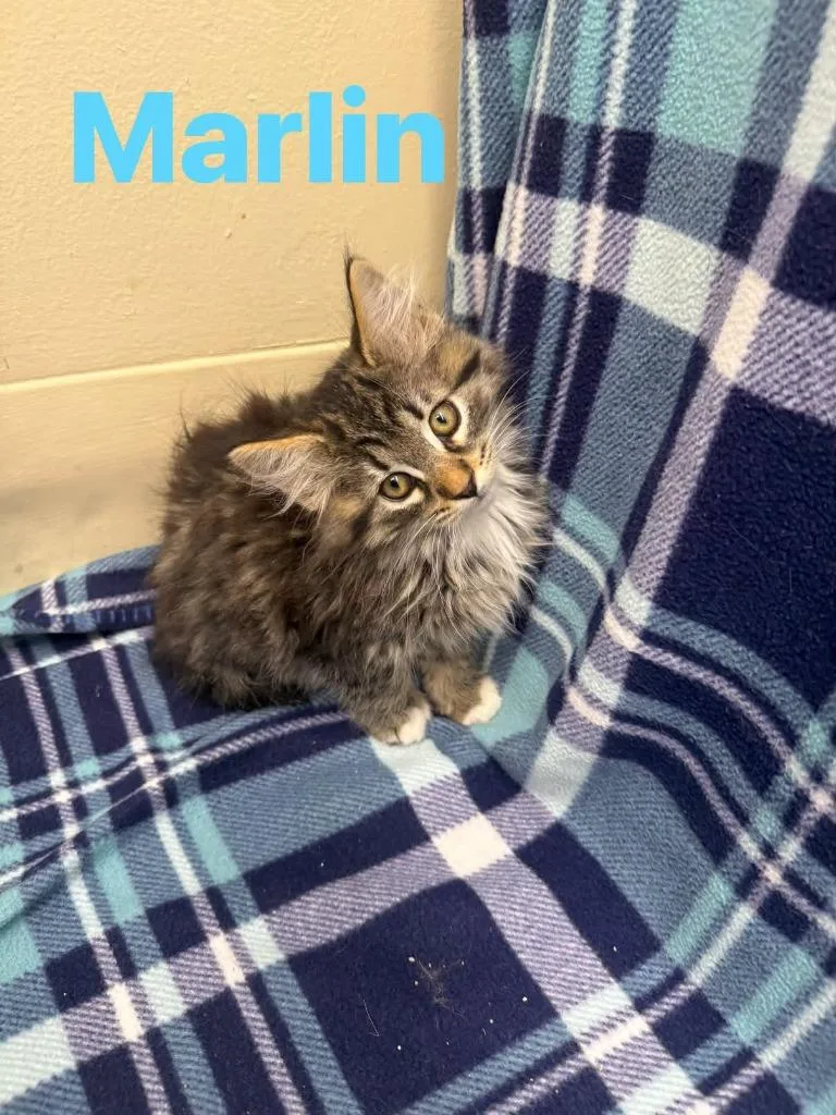 Marlin
