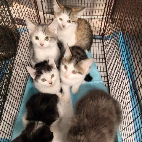 Lucy Loo thumbnail 4