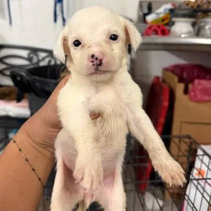A baby medium-sized female Retriever dog named Dory for adoption in Morton Grove, IL