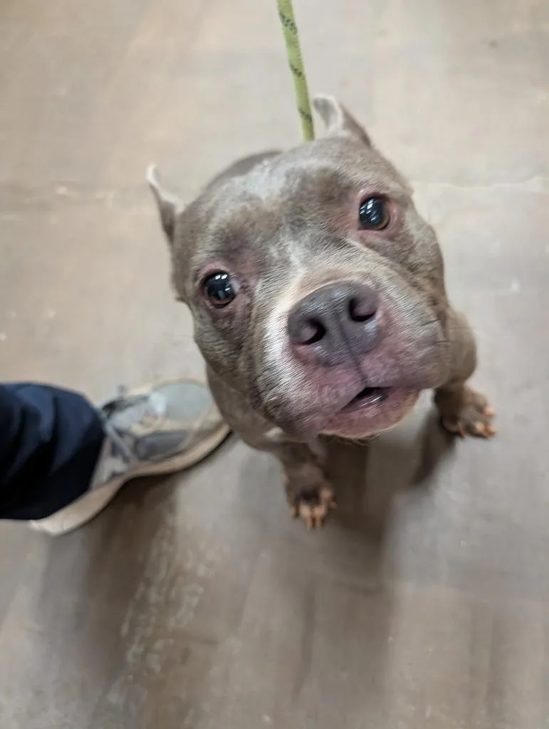 A young medium-sized female Pit Bull Terrier dog named Betty for adoption in Douglasville, GA