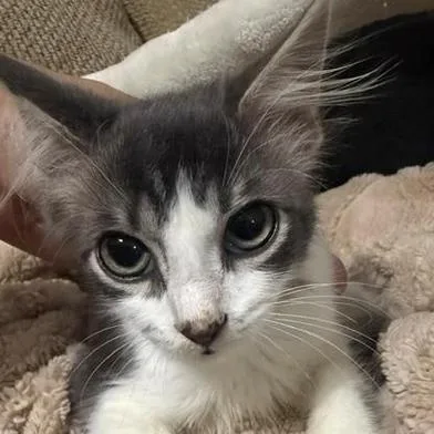 A baby small-sized male Gray & White Domestic Medium Hair cat named Archie for adoption in Liverpool, TX