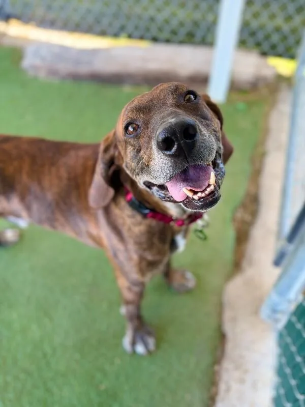 An adult large-sized male Plott Hound dog named Ace for adoption in Fruit Heights, UT