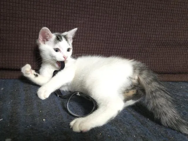 A baby medium-sized male Domestic Short Hair cat named Fishbowl for adoption in Cincinnati, OH