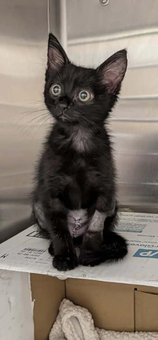 A baby small-sized female Domestic Short Hair cat named Dorito for adoption in El Cajon, CA