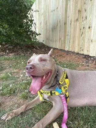 An adult extra large-sized female Mixed Breed dog named Novaline for adoption in Chamblee, GA