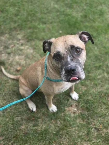 Baxter thumbnail 2
