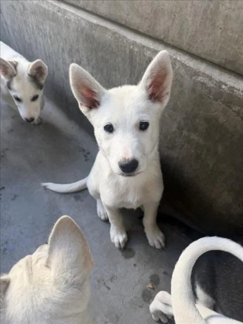 A baby small-sized male Labrador Retriever dog named London for adoption in Los Angeles, CA