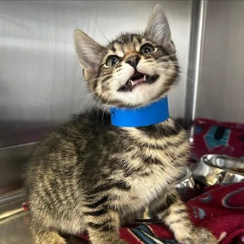 A baby small-sized male Brown / Chocolate Domestic Short Hair cat named Lead for adoption in Knoxville, TN