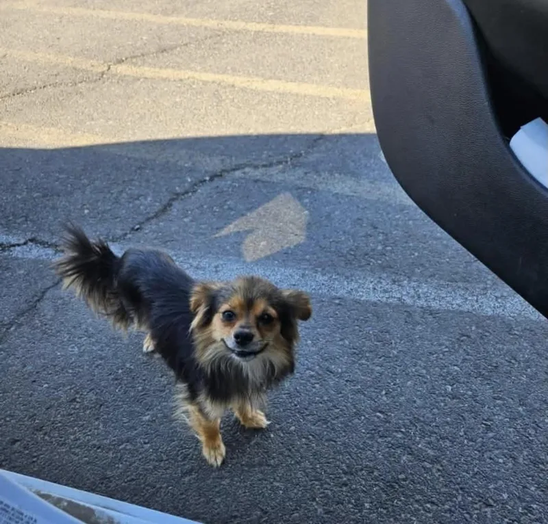 An adult small-sized male Bicolor Mixed Breed dog named Gatsby for adoption in Olympia, WA