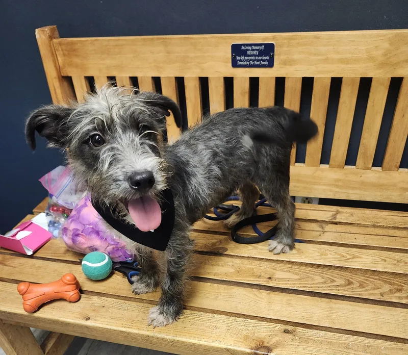 A young small-sized male Wirehaired Terrier dog named Petty Theft for adoption in Mansfield, OH