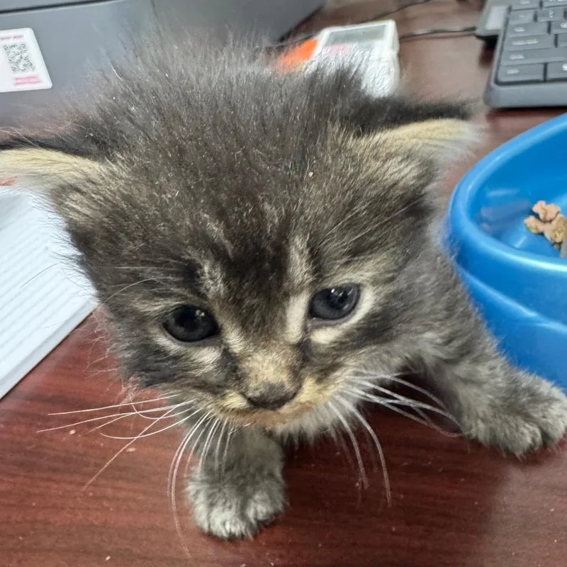 A baby small-sized male Gray / Blue / Silver Domestic Medium Hair cat named Jackie Twist for adoption in Madisonville, KY