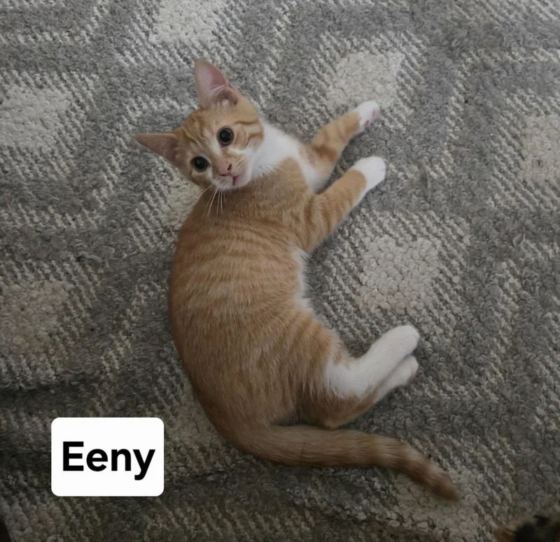 Eeny