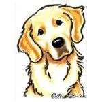 An adult large-sized female Golden Retriever dog named Lucy for adoption in Bath, OH