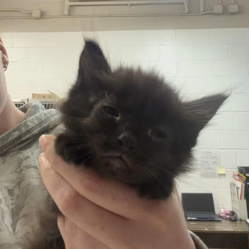 A baby small-sized male Black Domestic Long Hair cat named Cubs for adoption in Ardmore, OK
