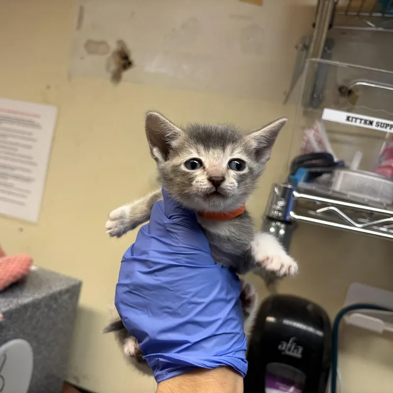 A baby small-sized female Gray / Blue / Silver Domestic Short Hair cat named Sicilian Pizza for adoption in Pasadena, CA