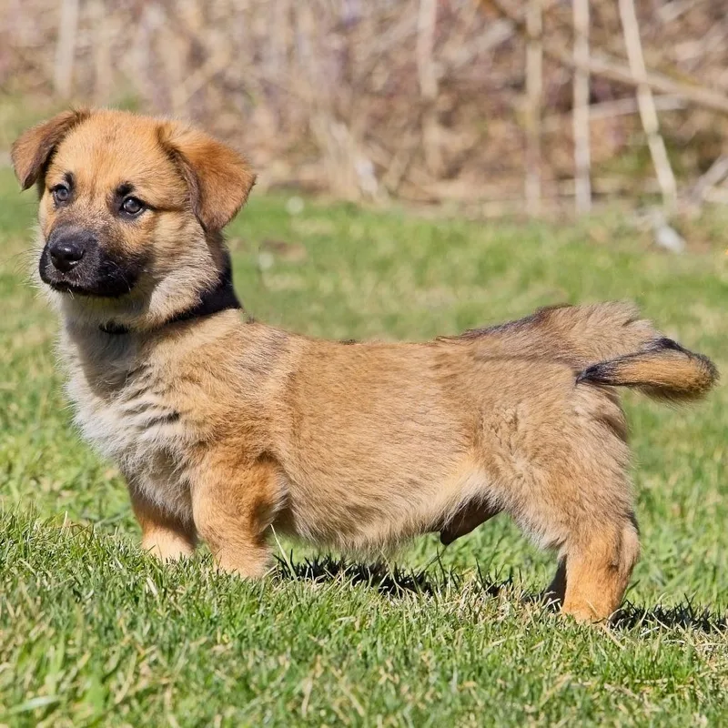 Sun Bear thumbnail 2