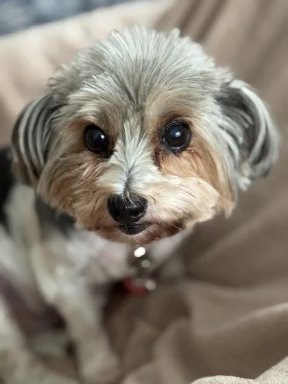 Zoey