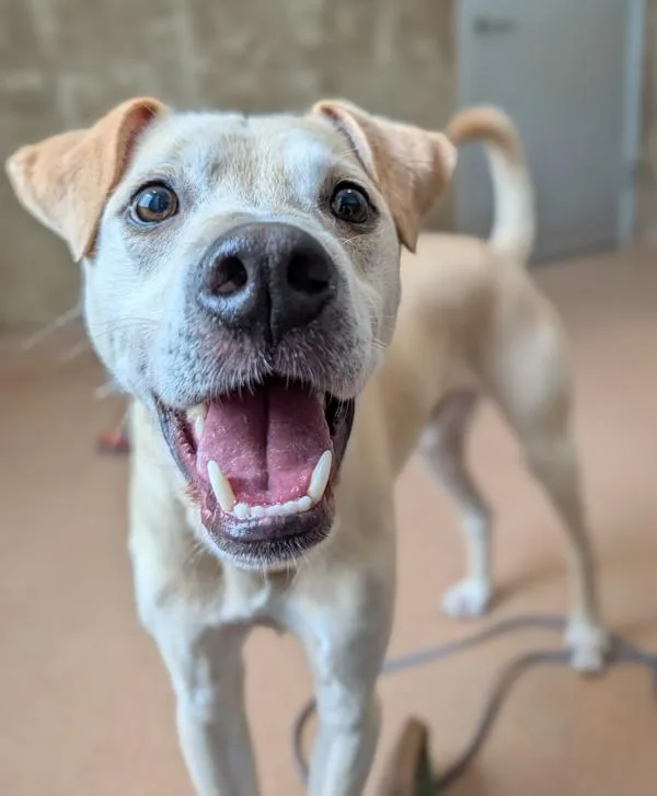 An adult large-sized male Labrador Retriever dog named Niko for adoption in Santa Rosa, CA