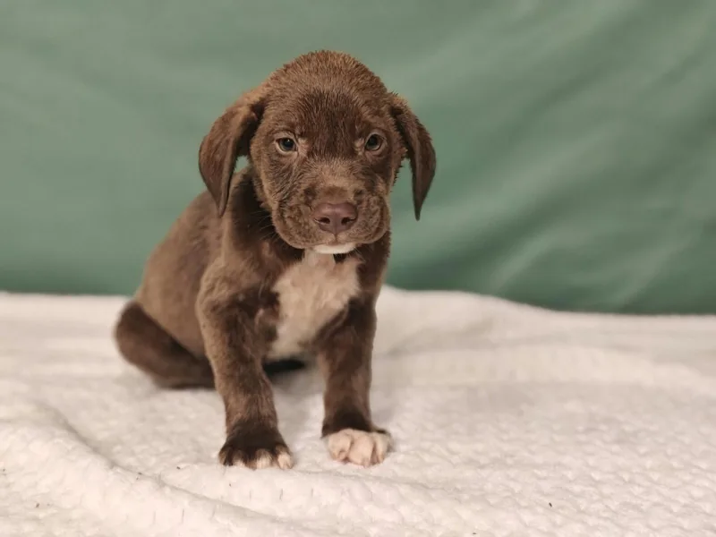 A baby medium-sized female Labrador Retriever dog named Haven for adoption in Royal Palm Beach, FL