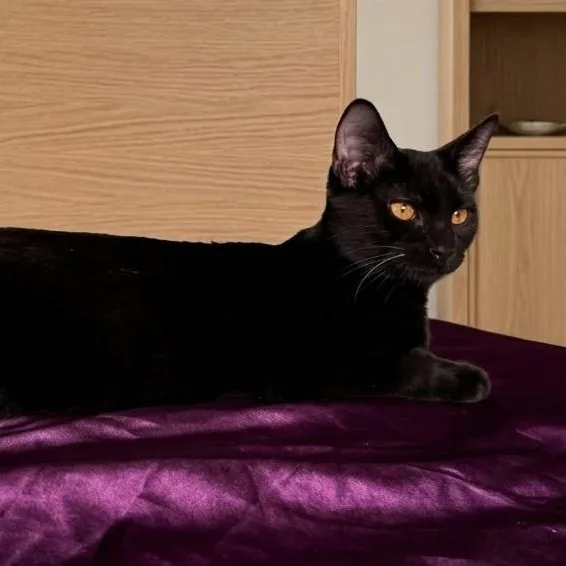 A baby medium-sized female Black Domestic Short Hair cat named Midnight Storm for adoption in SCOTTSDALE, AZ