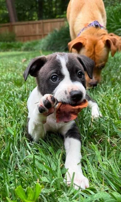 A baby medium-sized male Beagle dog named Fazoli for adoption in Malvern, PA