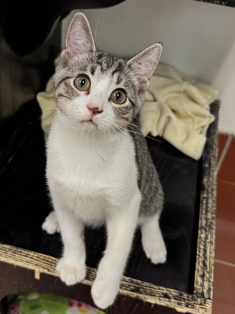 A baby medium-sized male Domestic Short Hair cat named Fritter for adoption in Battle Creek, MI