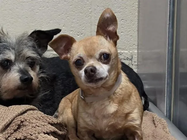 A senior small-sized male Chihuahua dog named Dale for adoption in Martinez, CA