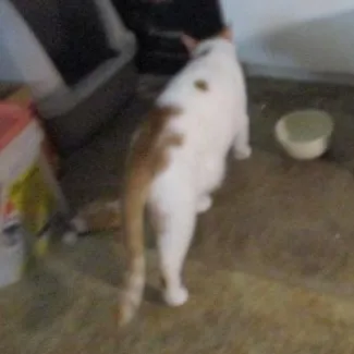 Lovely Boy thumbnail 2