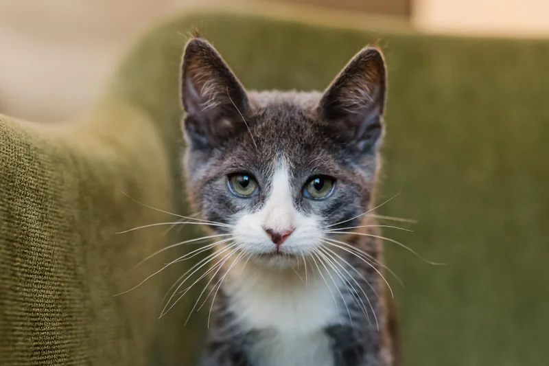 A baby medium-sized female Domestic Short Hair cat named Cecilia for adoption in Davis, CA