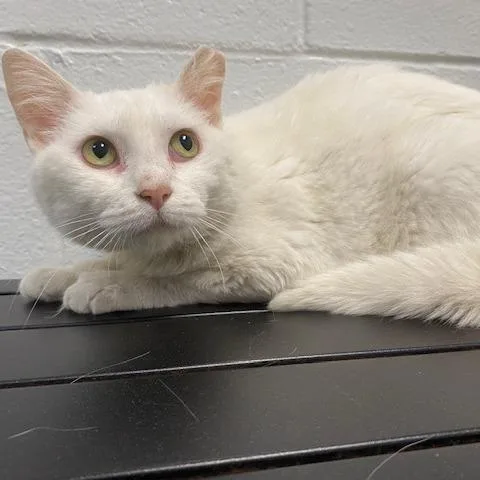 A senior medium-sized female White Domestic Short Hair cat named Jazmine for adoption in Dayton, OH