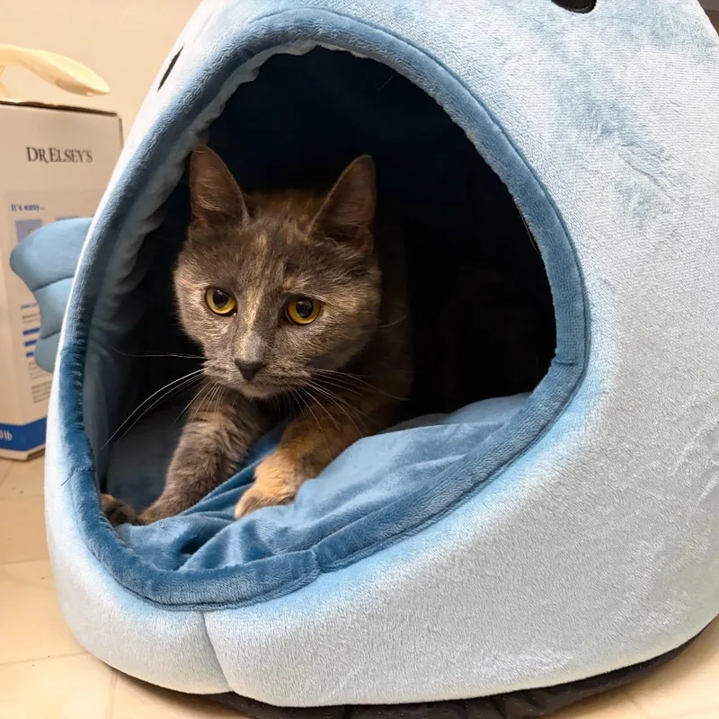 An adult small-sized female Tortoiseshell Domestic Short Hair cat named Hanna for adoption in Madison, WI