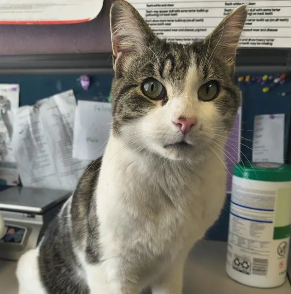 An adult small-sized male Domestic Short Hair cat named Villager for adoption in Salt Lake City, UT