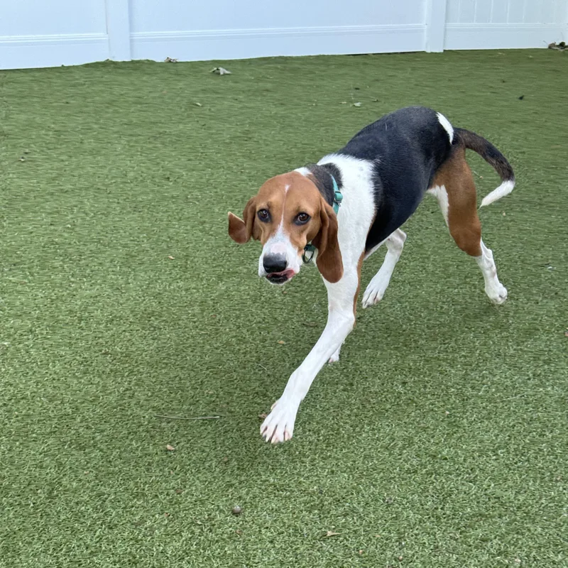 A young medium-sized female Treeing Walker Coonhound dog named Sassy for adoption in New Bedford, MA