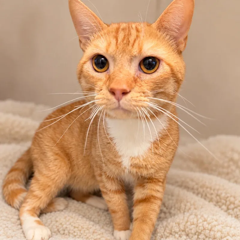 A young medium-sized male Orange / Red Domestic Short Hair cat named Noodle for adoption in Hopewell, VA