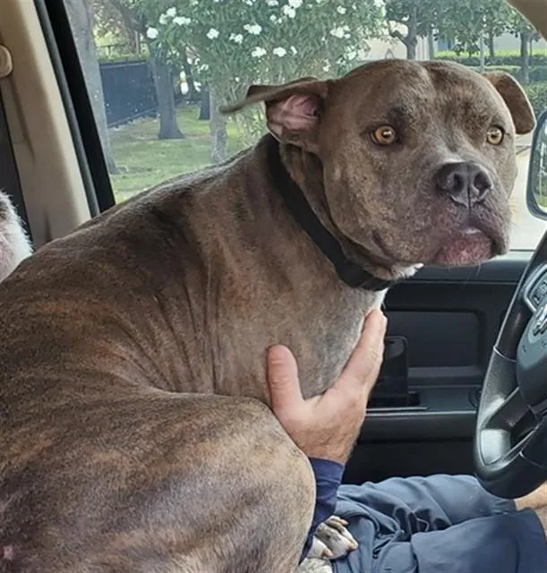 A young medium-sized male American Staffordshire Terrier dog named Presley for adoption in Fort Lauderdale, FL