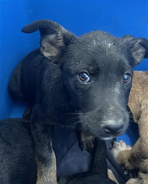 A baby large-sized female Mixed Breed dog named Amie for adoption in Dallas, TX