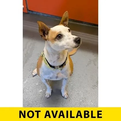 An adult small-sized male Mixed Breed dog named Sparrow for adoption in Eugene, OR