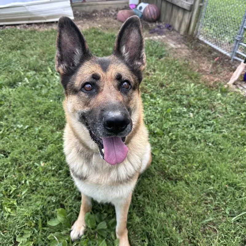 A senior large-sized female Black German Shepherd Dog dog named Zora for adoption in Mount Vernon, IN