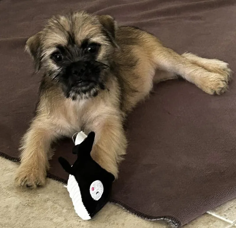 A baby small-sized male Black Pug dog named Hopper for adoption in Corona Del Mar, CA