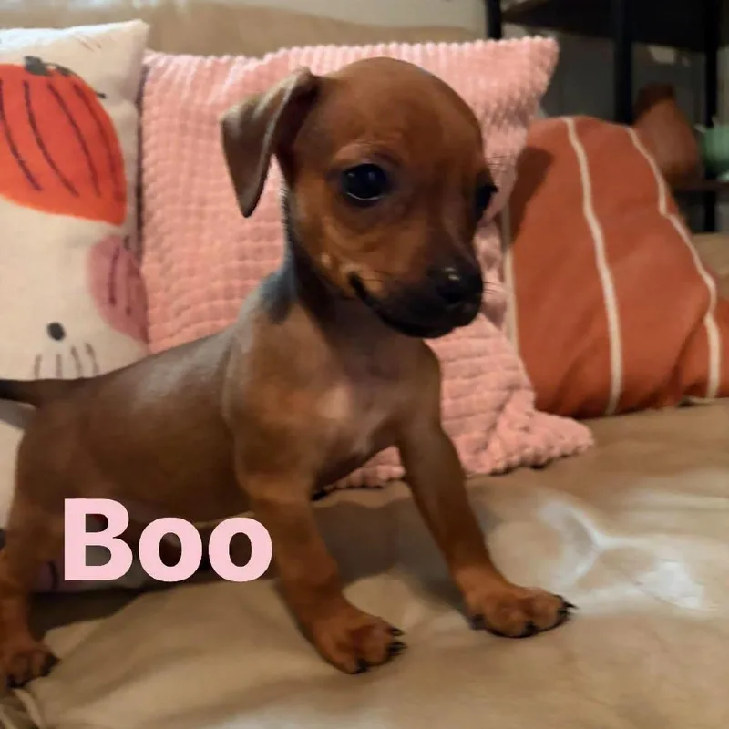 Boo