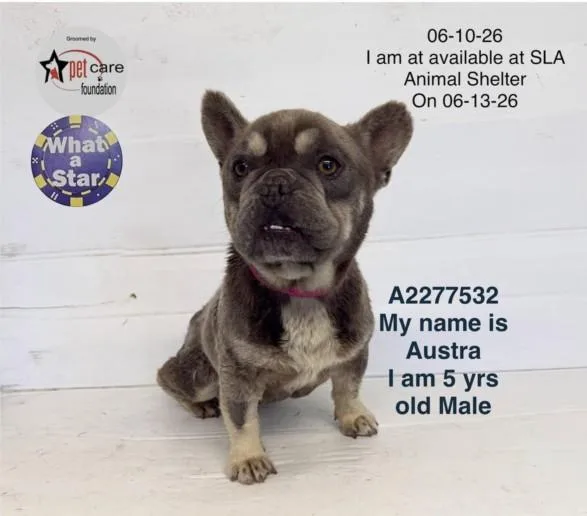 An adult small-sized male French Bulldog dog named Austra for adoption in Los Angeles, CA