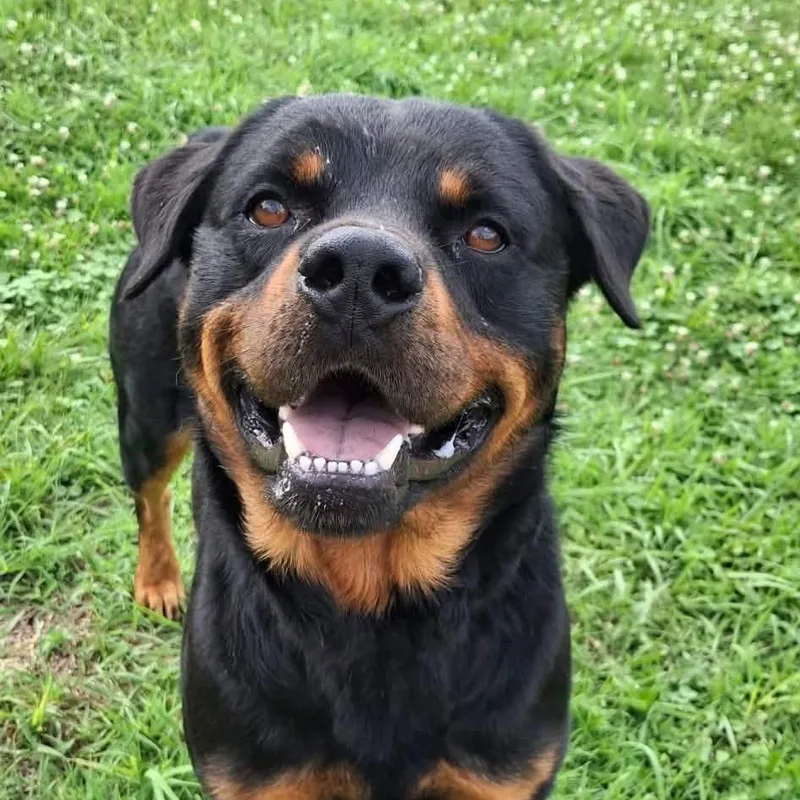 An adult large-sized male Rottweiler dog named Oden for adoption in Moundsville, WV