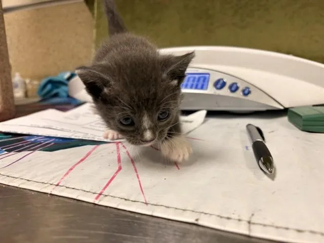 A baby small-sized female Domestic Short Hair cat named Beauty for adoption in Riverside, CA