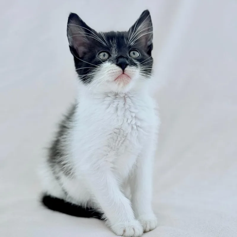 A baby small-sized female Domestic Short Hair cat named Vidia for adoption in Cumming, GA
