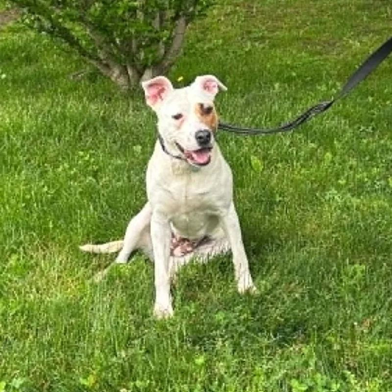 A young medium-sized female White / Cream Mixed Breed dog named Lumi for adoption in Hampton Bays, NY