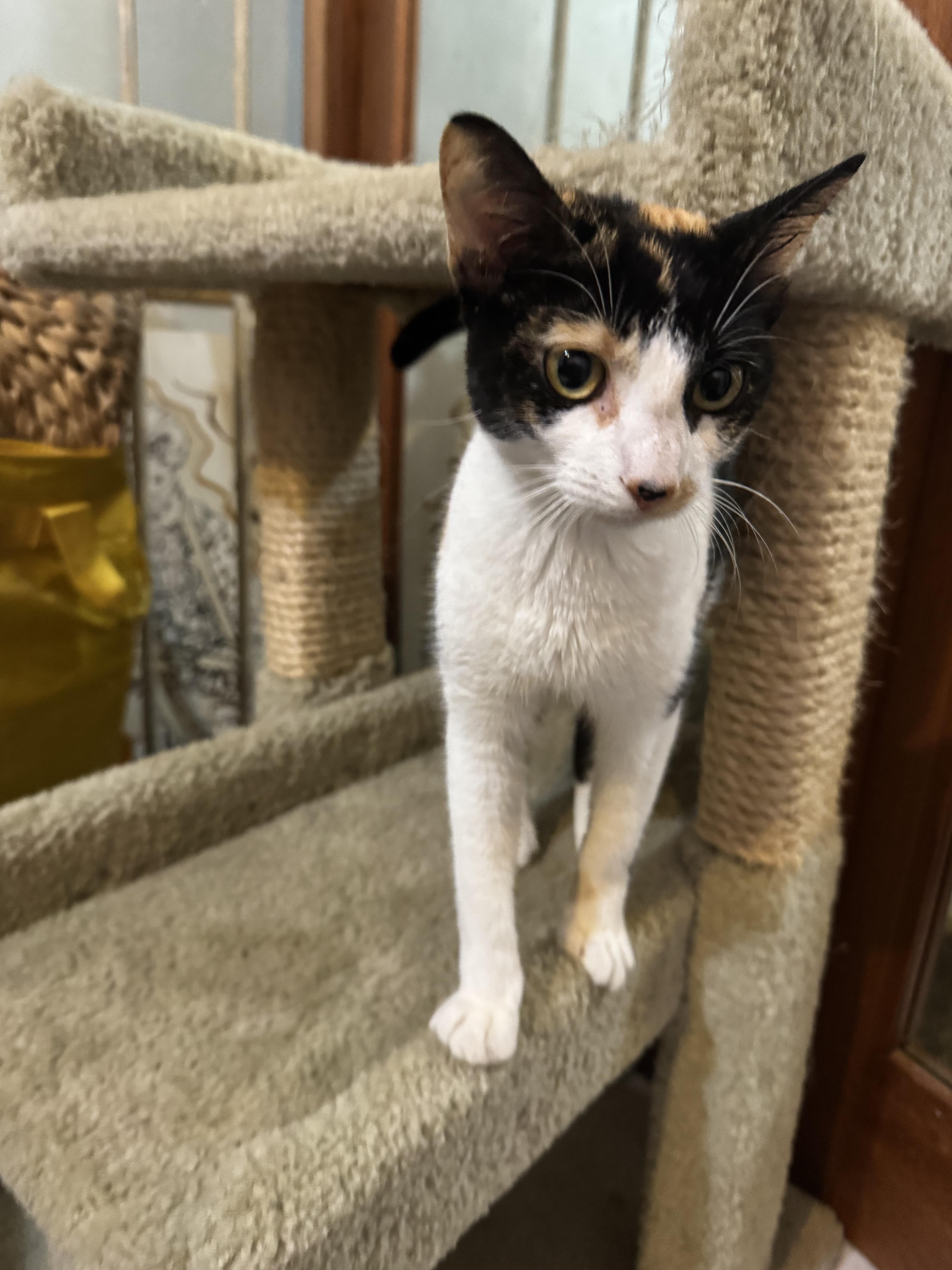 A baby medium-sized female Calico cat named Krista for adoption in Miami, FL