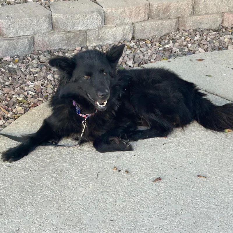 An adult medium-sized male Black Shepherd dog named Tux for adoption in Phoenix, AZ